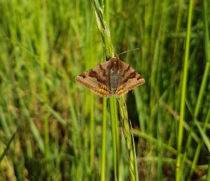 Kaum noch Blüten für Insekten