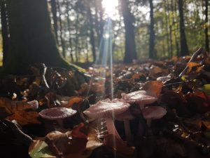 Rosa-Rettichhelminge im Licht