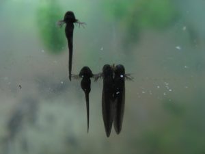 Grasfrosch-Kaulquappen