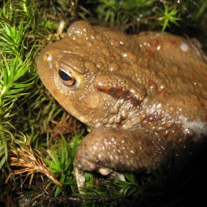 Werden wir Erdkröten sehen?