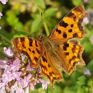C-Falter auf Wildem Majoran