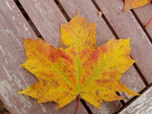 Spitzahorn-Blatt im Herbst